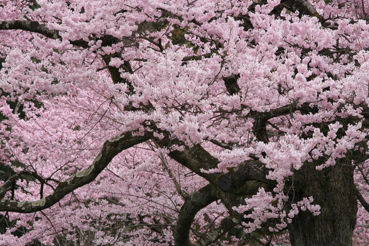 Nukumorino-Yado Komanoyu คิโซะ ภายนอก รูปภาพ
